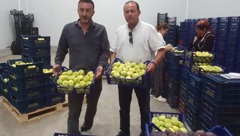 Mersinli Çiftçilerin Yüzleri Güldü: İhraç Fırsatıyla Tanesi 20 TL
