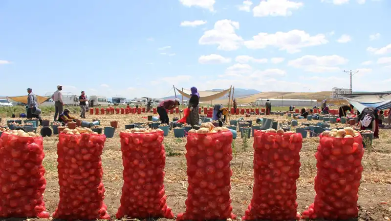 Amasya Elması, Avrupa ve Rusya Pazarında Büyüleyici Bir Başarıya İmza Attı!