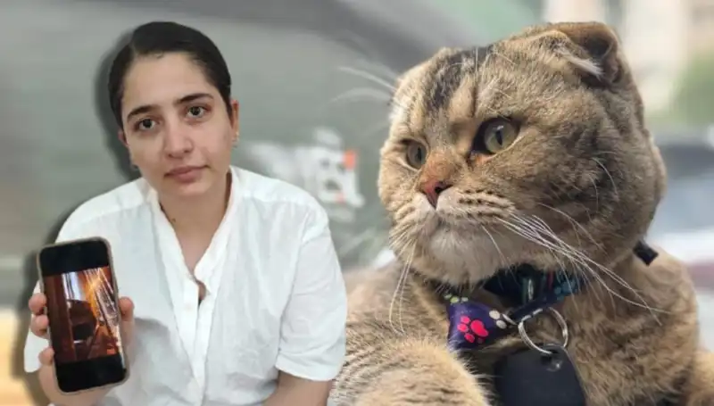 Kedi Krizi: Evliliğin Kaderini Belirleyen Bir Hayvan Hikayesi