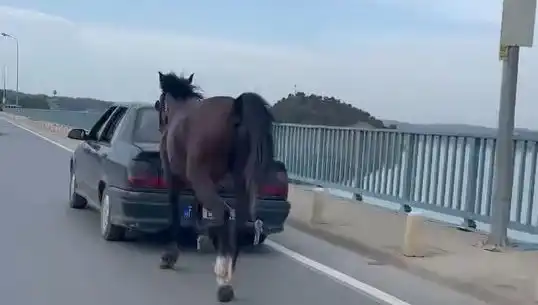 Adana'da Ata Eziyet Eden Kişiye İnanılmaz Tutuklama ve Yasal Süreç Başladı