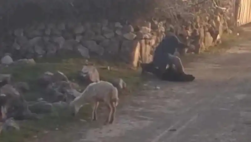 Koyuna Eziyet Eden Şahıs Gözaltına Alındı: Tüyler Ürperten Detaylar