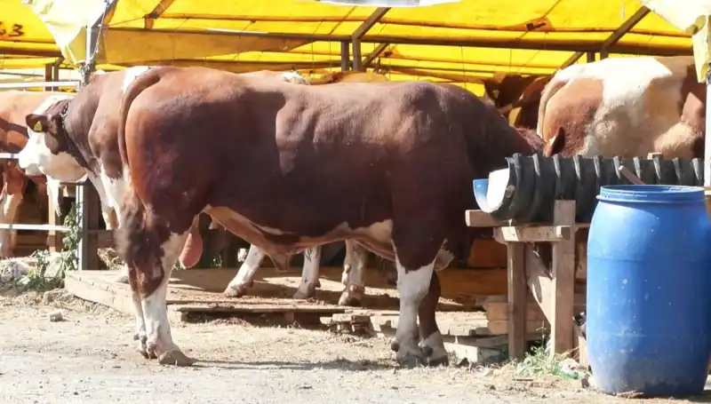 Kurban Pazarlarında Hareketlilik: Fiyatlar ve Talepler Ne Durumda?