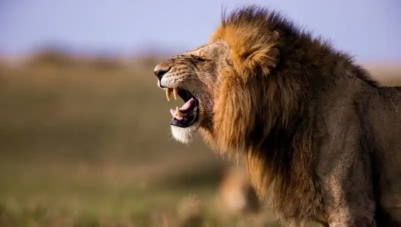 Aslan Saldırısında 14 Yaşındaki Kız Hayatını Kaybetti!