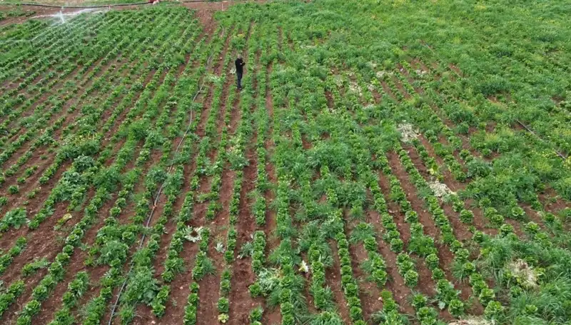 Kuraklık Marul Hasadını Tehdit Ediyor: Çiftçiler Zorlu Günler Geçiriyor