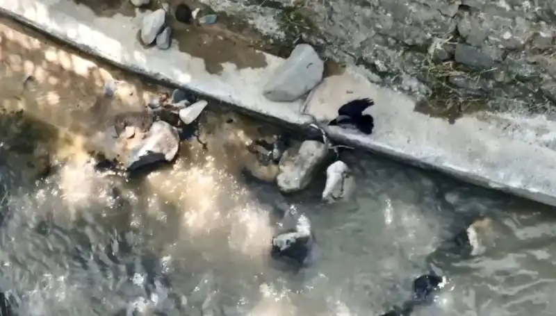 Karga ve Yılanın Sıradışı Kapışması: Doğada Hayatta Kalma Mücadelesi