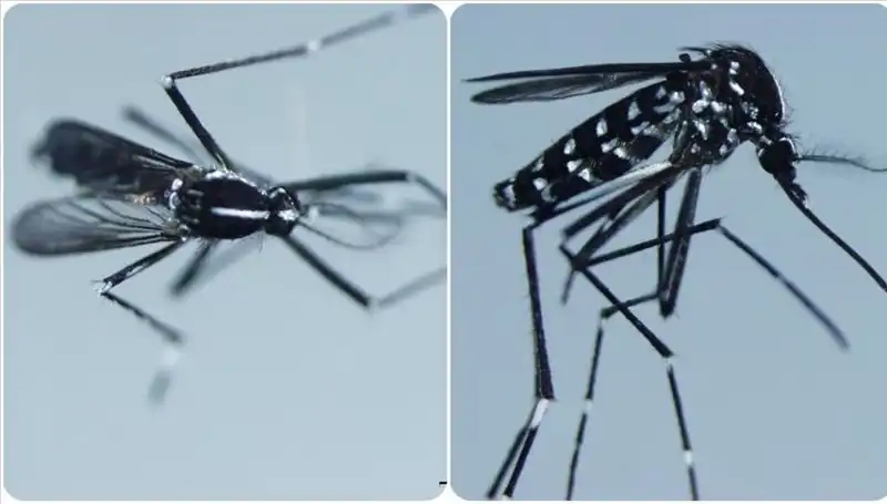 Chikungunya Virüsü: Belirtileri ve Yaygın Görüldüğü Ülkeler