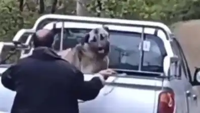 Trabzon’da Dehşete Düşüren Görüntü: Köpeğine Halatla İşkence Eden Adam