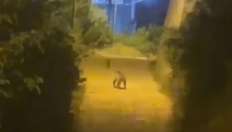 Gümüşhane'de Merkezde Ayı İnişi: Şok Eden Anlar ve Tepkiler