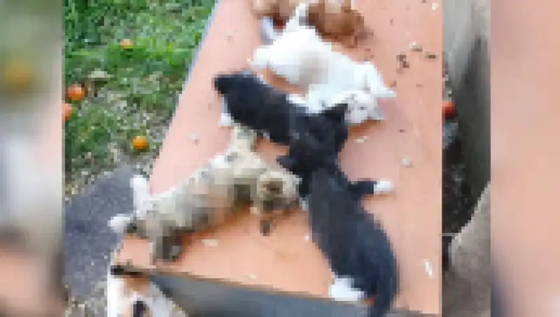 Bursa'da Yavru Kedi Katliamı: 8 Kedi Korkunç Sekilde Hayatını Kaybetti
