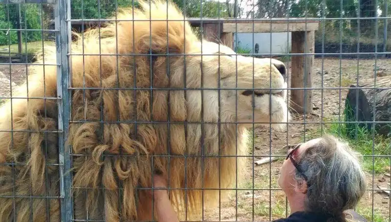 Avustralya'da Aslan Saldırısı: Kafeste Yaşanan Korkunç Olayın Detayları