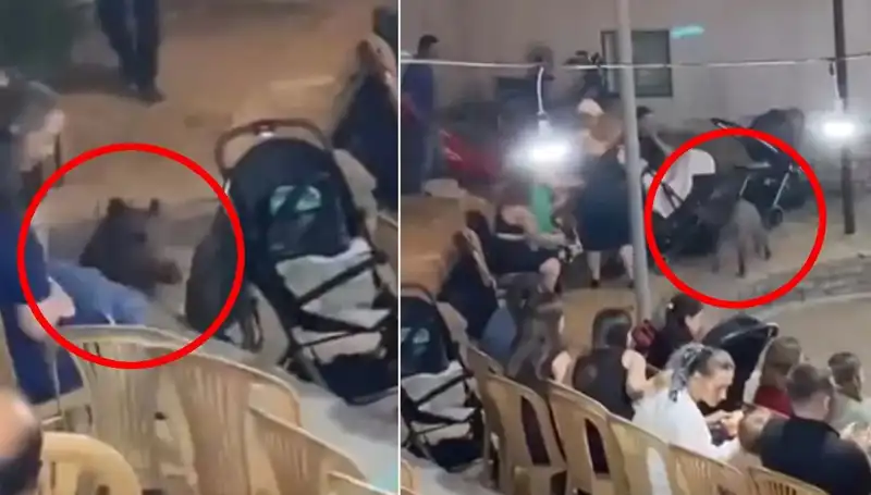 Düğün Eğlencesine Katılan Yaban Domuzu Şoku: Panik Anları!