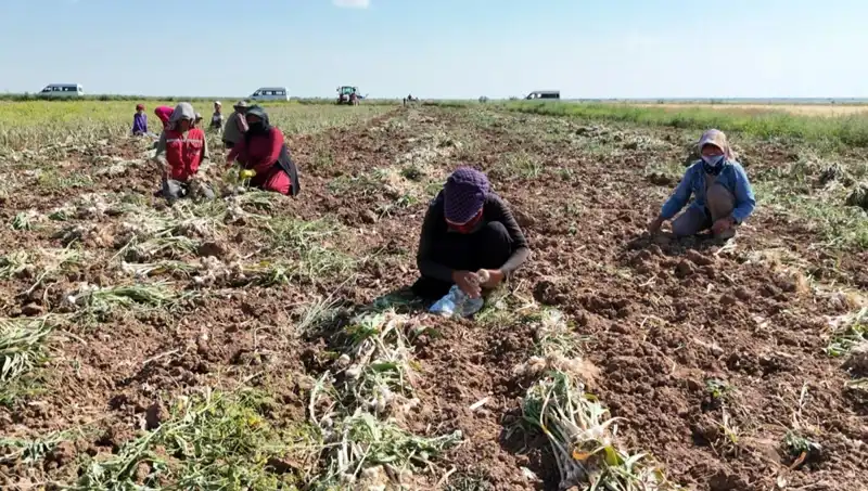 Rusya, Almanya ve İspanya'nın Antibiyotiği: Hasat Başlıyor!