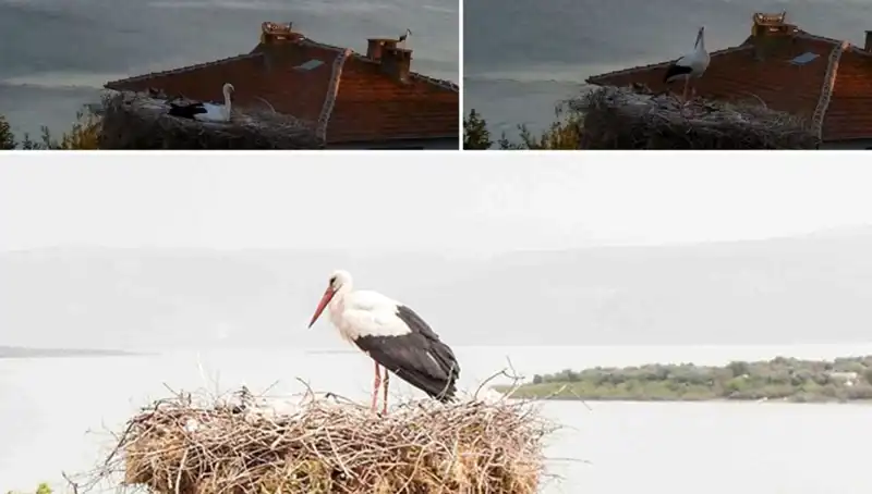 Yaren Leylek, Depremi Nasıl Önceden Hissetti? İşte O Gizemli Anlar!