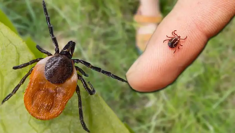 Kenelere Karşı Alınması Gereken Önlemler ve Ciddi Riskler