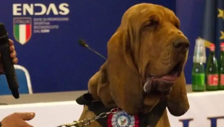 Arama Köpeğine Çivili Sosis ile Yapılan Akıllara Durgunluk Veren Saldırı