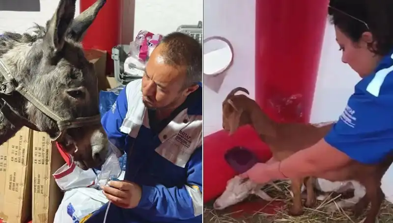 Yangından Etkilenen Eşeğe Oksijen Maskesi ile Şifa Arayışı