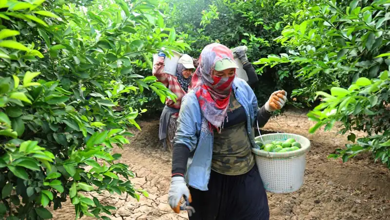 Marketlerdeki Sebze Fiyatı Rekor Kırdı: Hasat Düşüşü Mü Geliyor?