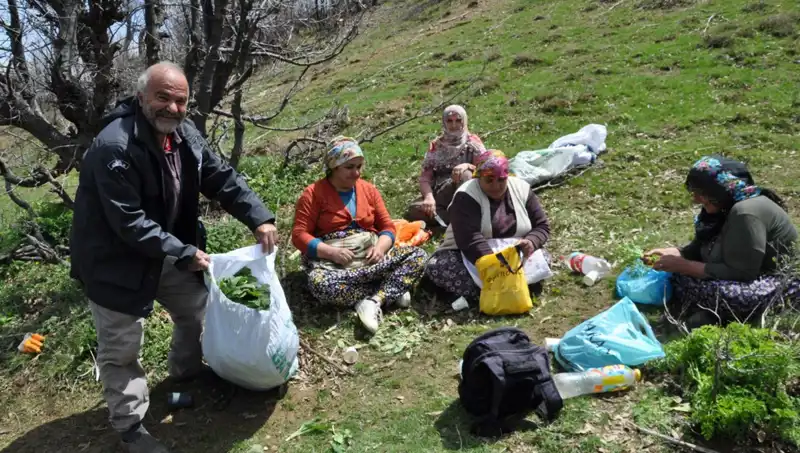 Yüzlerce Ailenin Geçim Kaynağı: Kilosu 250 Lira Olan Yüksek Değerli Bir Bitki