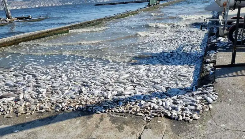 İzmir Körfezi'nde Çevre Temizliği: Yeni Projeler ve Umut Verici Gelişmeler