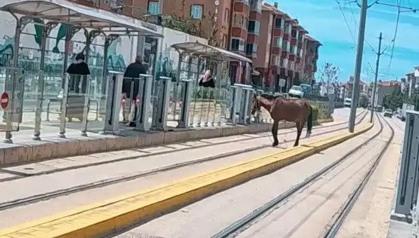 Eskişehir'de Tramvay Raylarında Görülen Başboş At, Şehirde Şaşkınlık Yarattı
