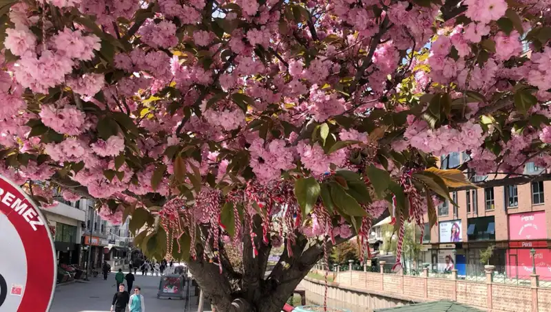 Süs Erik Ağaçlarına Martenitsa Bağlama Geleneği Neden Önemli?