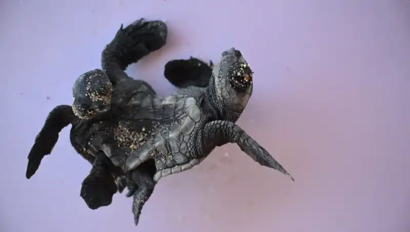 Görenler Gözlerine İnanamıyor: Hayranlık Uyandıran Siyam İkizi Caretta Carettalar