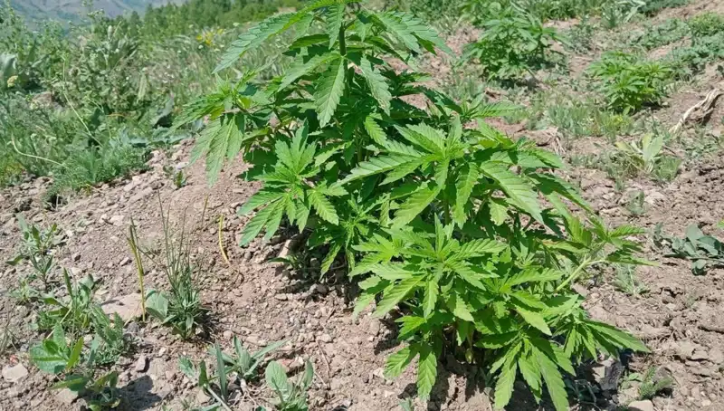 Bingöl'de Piyasa Değeri Yüksek Kenevir ve Kaçak Tütün Ele Geçirildi