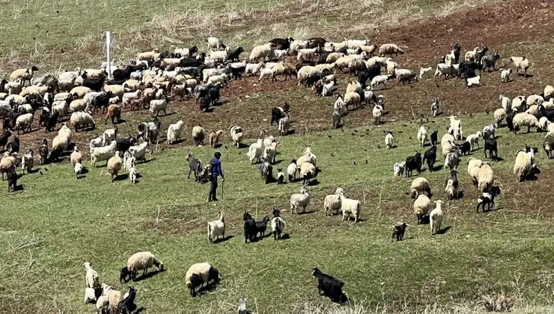 Çoban Krizi Büyüyor: 70 Bin Lira Maaşını Reddeden Çiftçiler Ne İstiyor?