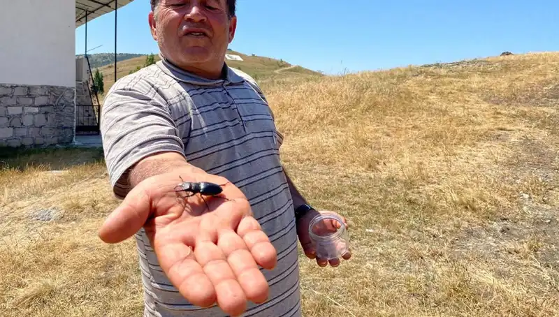 Sivas'ta Görülen Bu Böceği Öldürenlere 557 Bin TL Ceza Kesilecek!