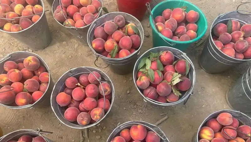 Bu Yılın Hasat Sezonu: Çiftçinin Yüzü Güldü, Fiyatlar Uçtu!
