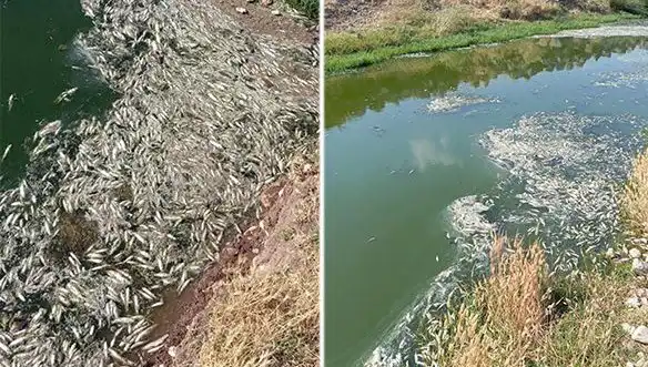 Karasu Çayı'nda Balık Ölümleri: İddialar ve İnceleme Süreci Başladı