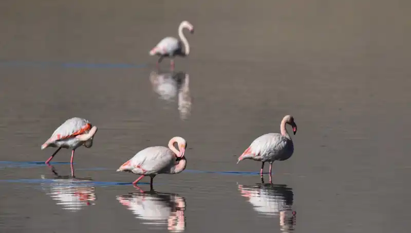 Kuraklık, Kuş Cennetindeki Flamingo Sayısını Tehdit Ediyor!