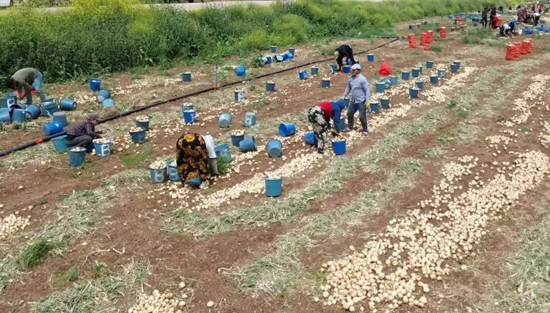Soğan Hasadı Başladı: Piyasada Fiyatlar Düşmeye Başladı!