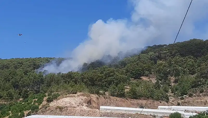 Kumluca'da Orman Yangını: Doğa Kayıplarının Ardındaki Gerçekler