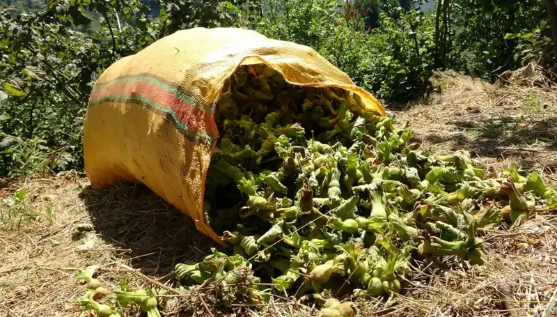 Giresun'un Fındık Hasadı Başladı: Çiftçiler Tarlalarına Koştu