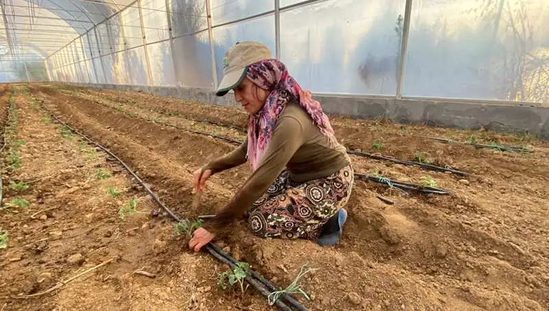 Yeni Tarım Yöntemleri ile Fideler Toprakla Buluştu: Gelecek Tarımda!
